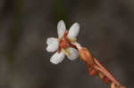 Pink sundew